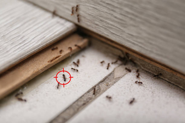 Best Residential Pest Control  in Atlantic Beach, NY