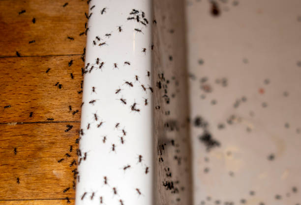 Wildlife Control Services in Atlantic Beach, NY